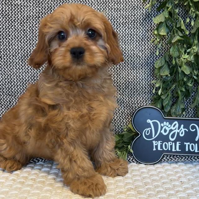 Anson - Cavapoo