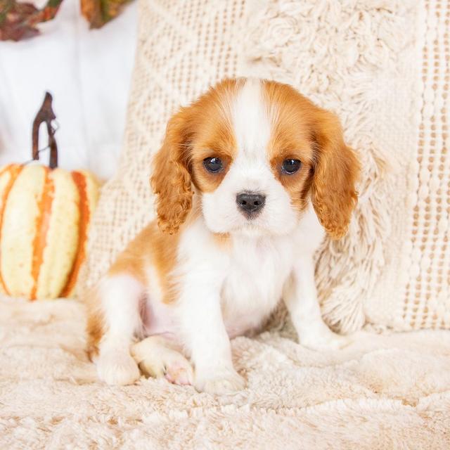 Addie - Cavalier King Charles Spaniel