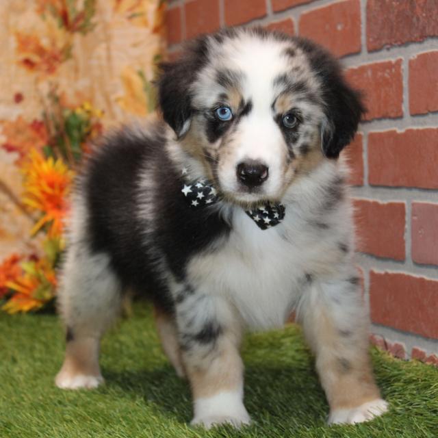 Pharoah - Australian Shepherd