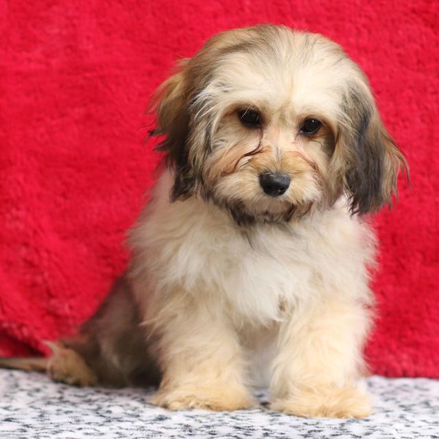 Natalie - Cavachon