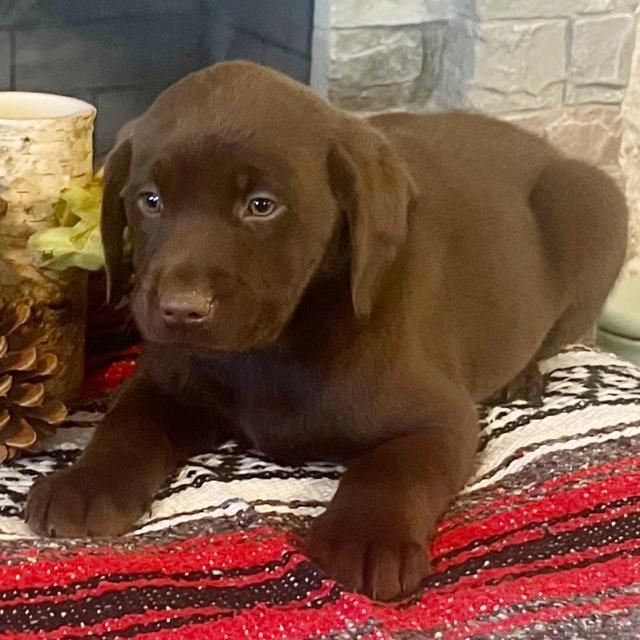 Maybel - Labrador Retriever