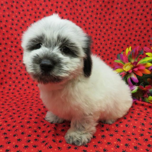 Mason - Coton de Tulear