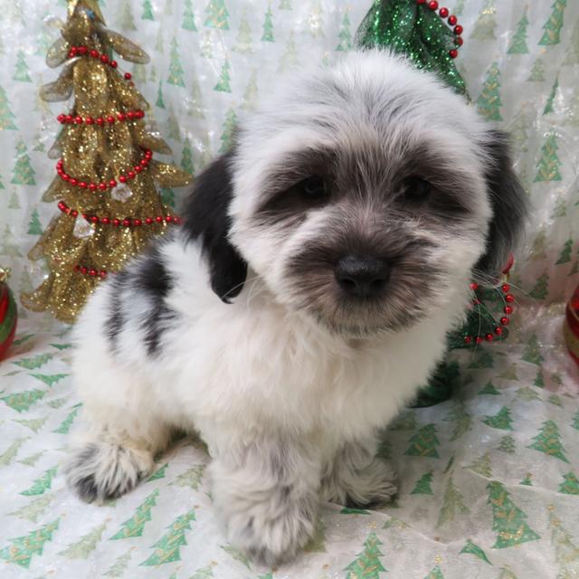 Mason - Coton de Tulear