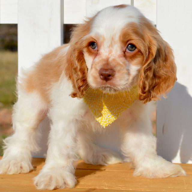 Pike - Cocker Spaniel