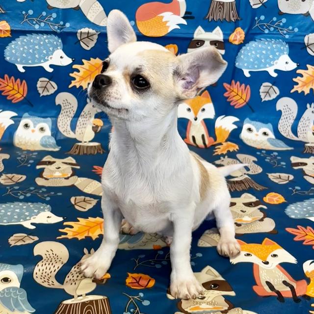 Pancho - Chihuahua