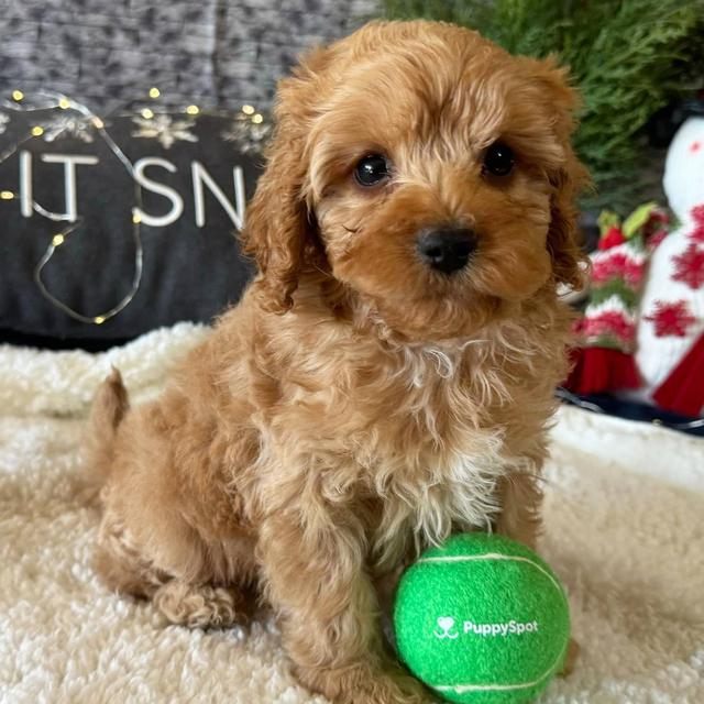 Laddie - Cavapoo