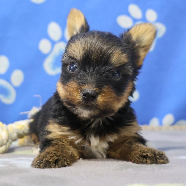 Vortex - Yorkshire Terrier