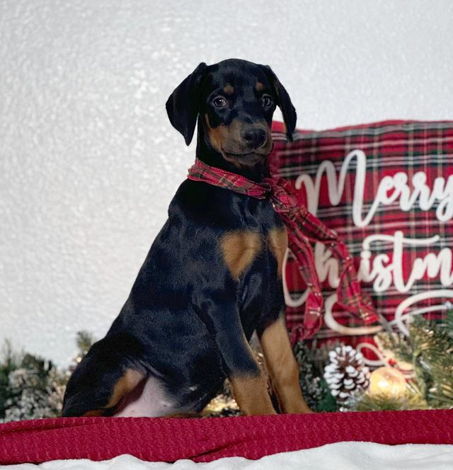 Zoe - Doberman Pinscher