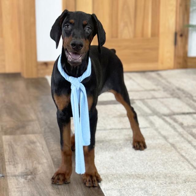 Zoe - Doberman Pinscher