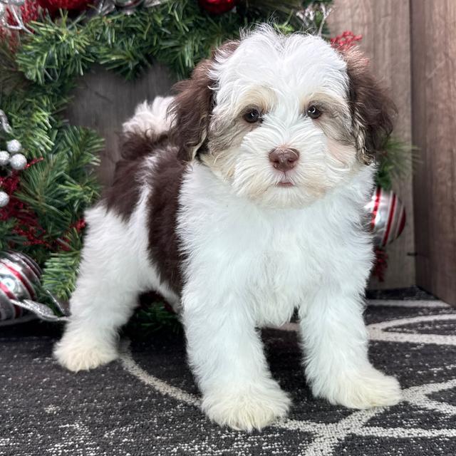 Viper - Havanese