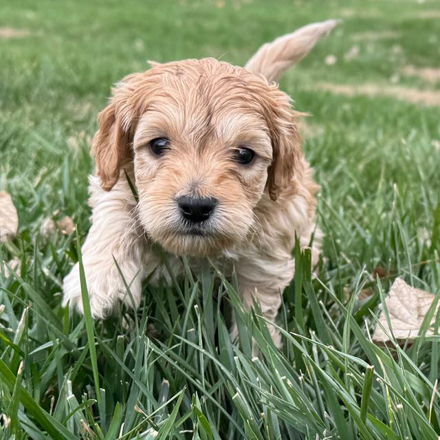 Bernard - Labradoodle