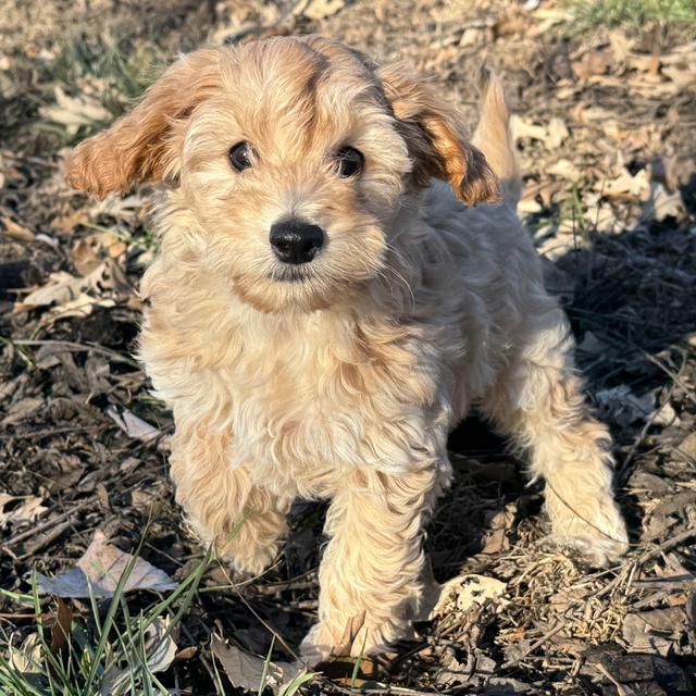 Bernard - Labradoodle