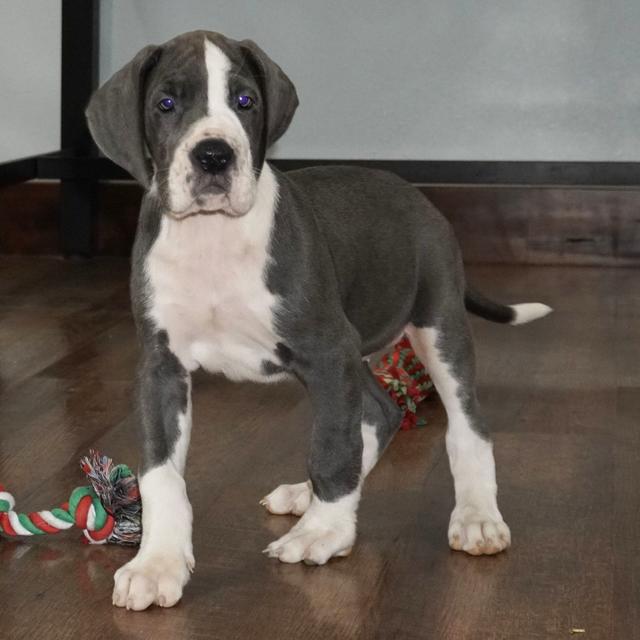 Winnie - Great Dane