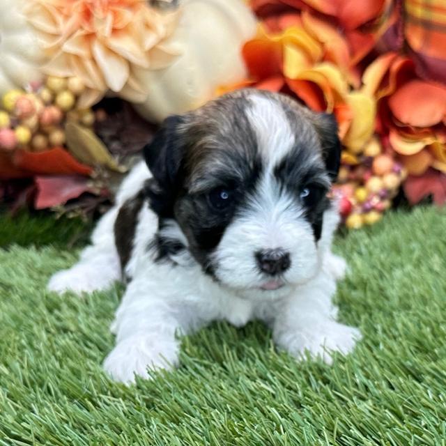 Farrah - Havanese