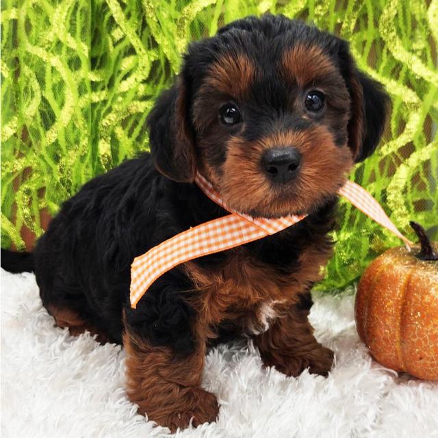 Beam - Yorkiepoo