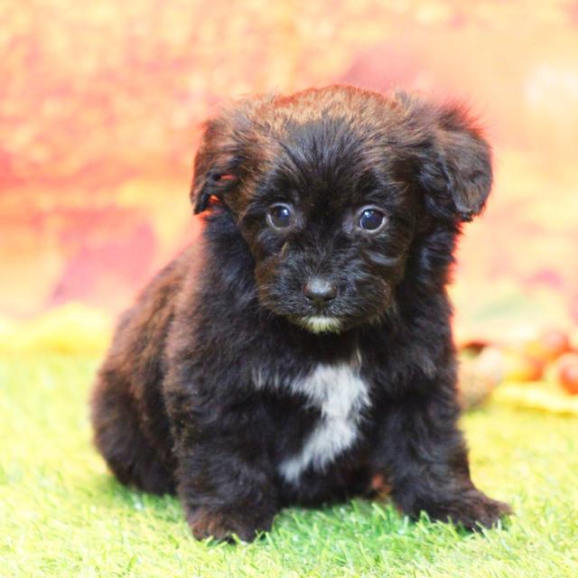 Chandler - Aussiedoodle