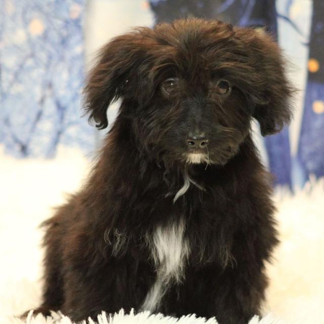 Chandler - Aussiedoodle