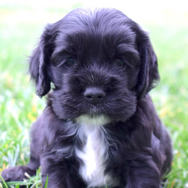 Gordon - Cocker Spaniel