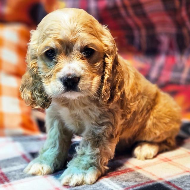 Lillith - Cocker Spaniel