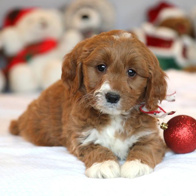 Vixen - Goldendoodle