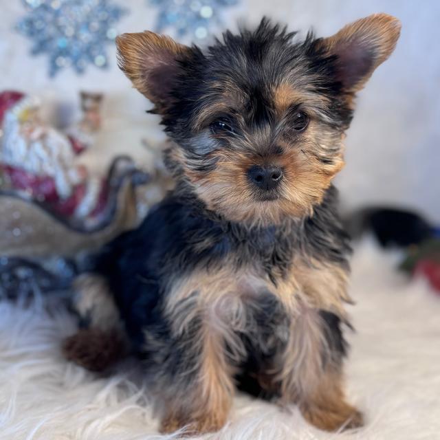 Avery - Yorkshire Terrier