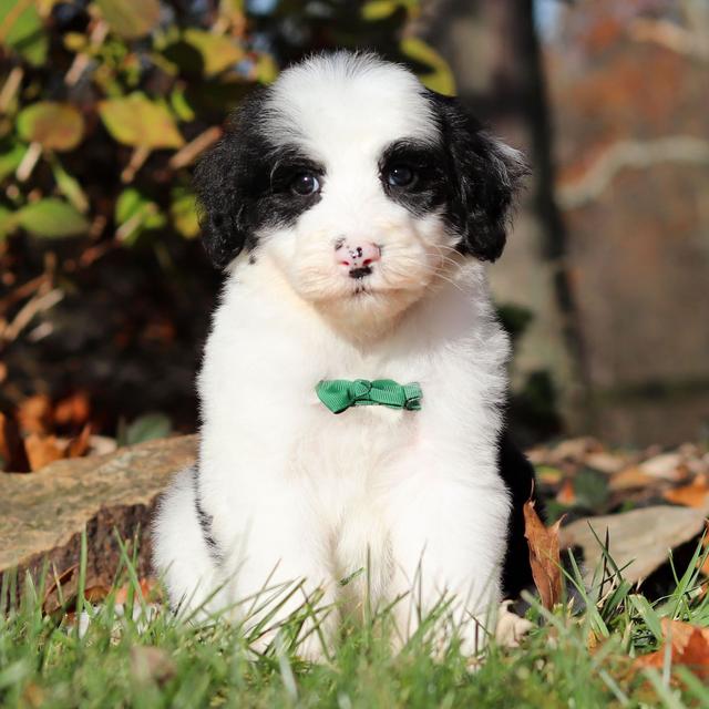 Marlin - Sheepadoodle