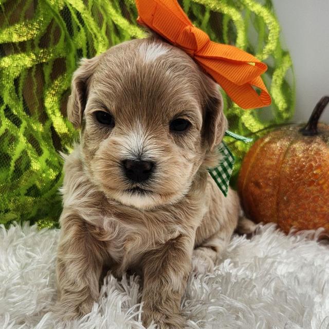 Stevie - Maltipoo