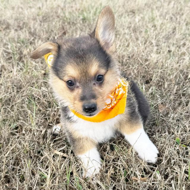 Stetson - Pembroke Welsh Corgi