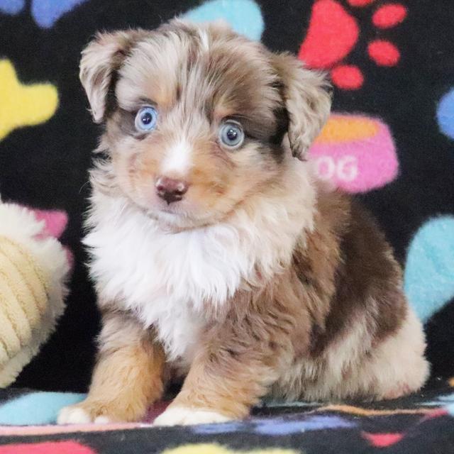 Garmin - Australian Shepherd