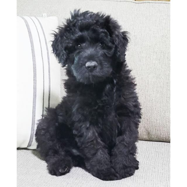 Shadow - Portuguese Water Dog