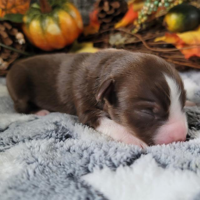 Chester - Australian Shepherd