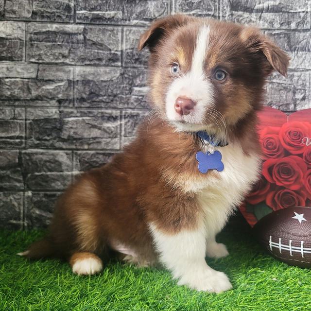 Chester - Australian Shepherd