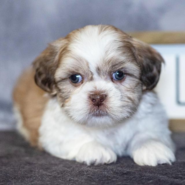 Pine Cone - Shih Tzu