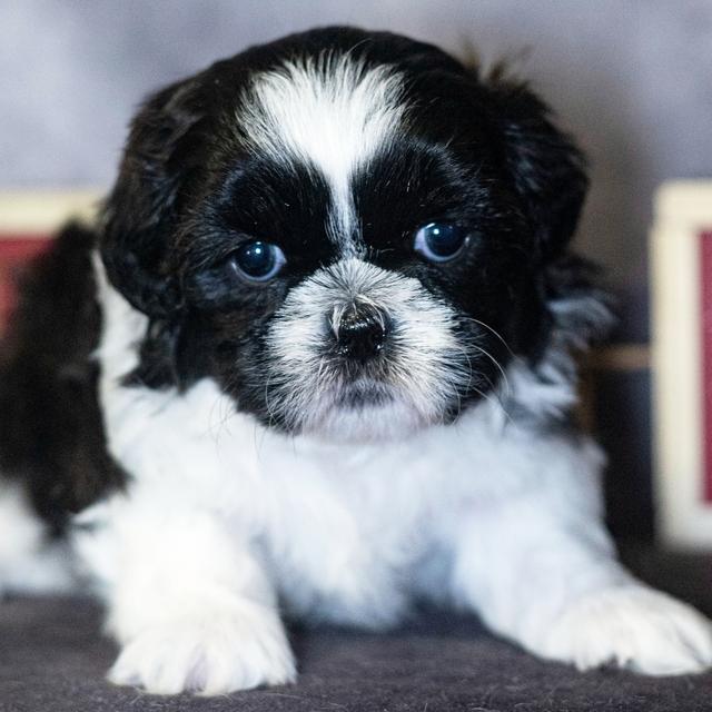 Jovial - Shih Tzu