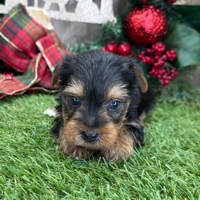 Piper - Yorkshire Terrier