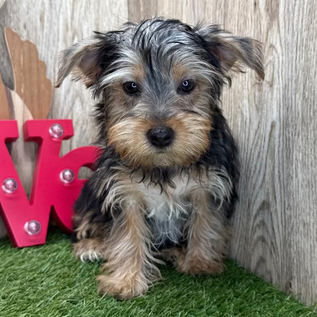 Piper - Yorkshire Terrier