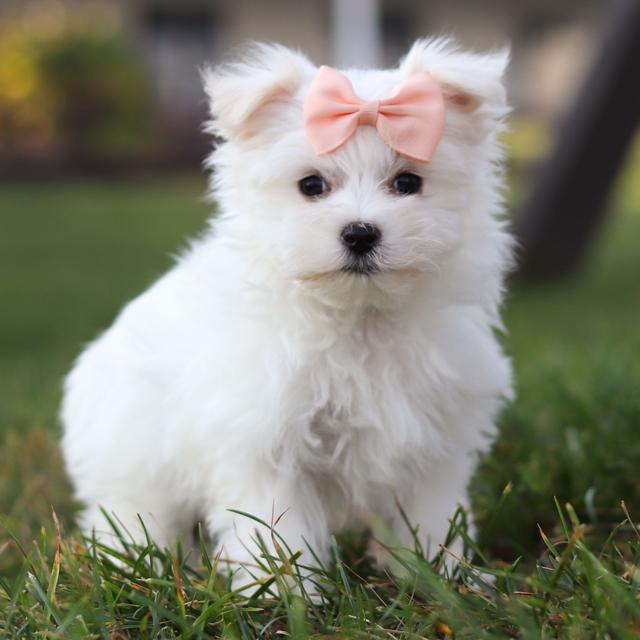 Dora - Maltese