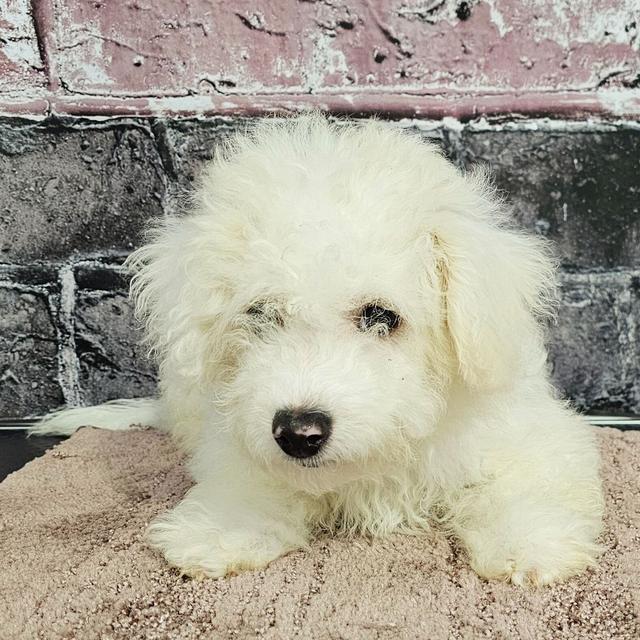 Snowball - Bichon Frise