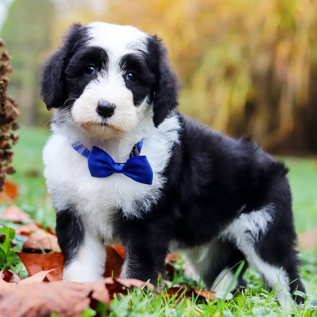 Jax - Sheepadoodle