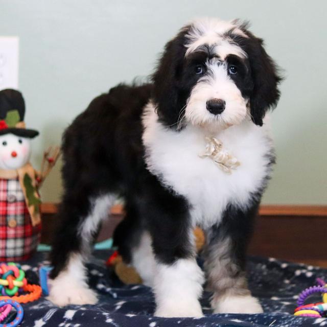 Jax - Sheepadoodle