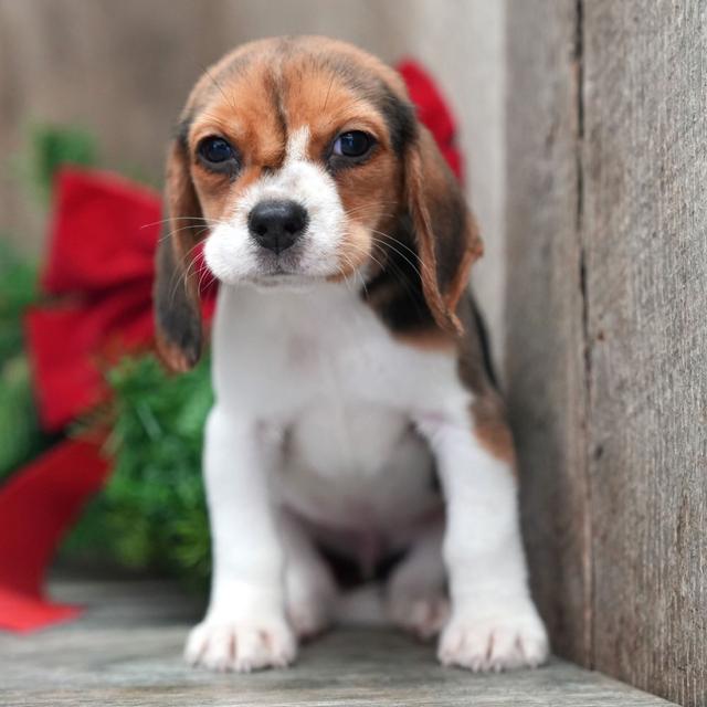 Bridgett - Beagle