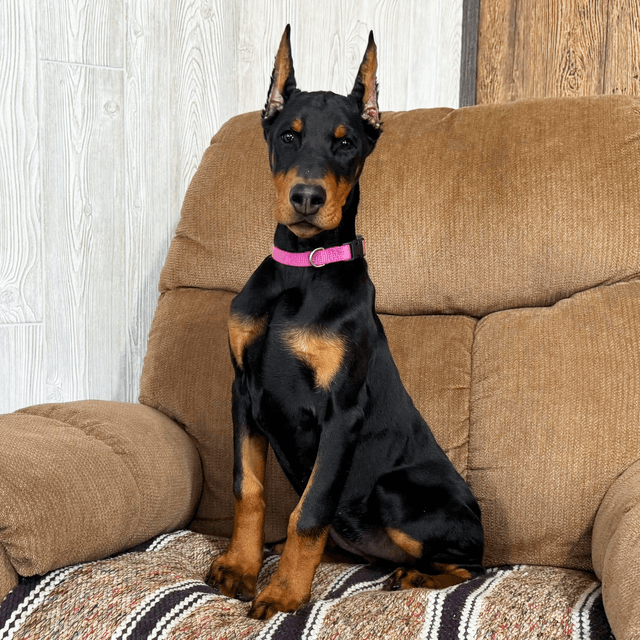 Penny - Doberman Pinscher