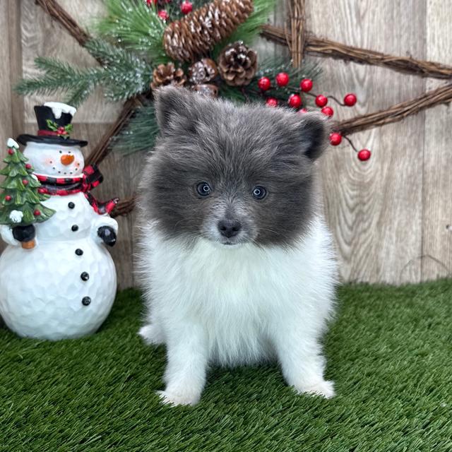 Joy - Pomeranian