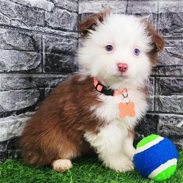 Zuma - Australian Shepherd