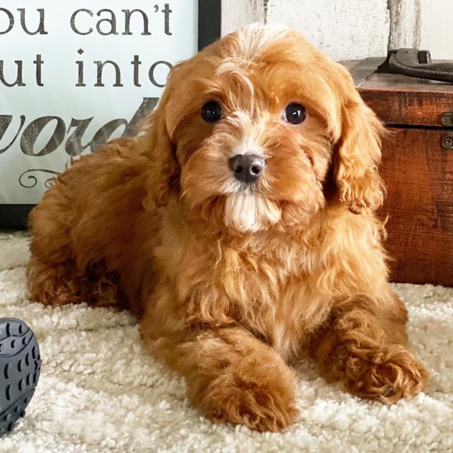 Titus - Cavapoo