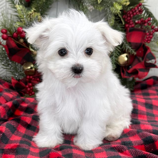 Handsome - Maltese