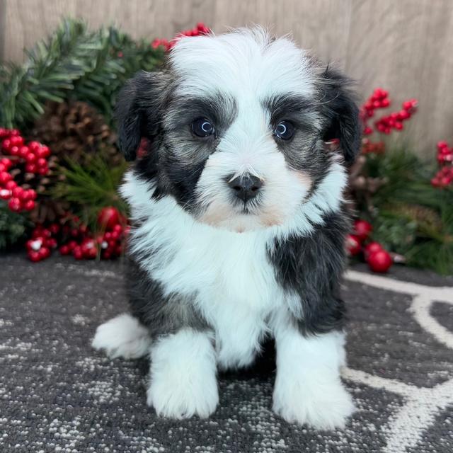 Fynn - Havanese