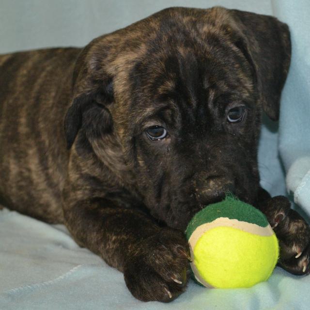 Zeus - Cane Corso