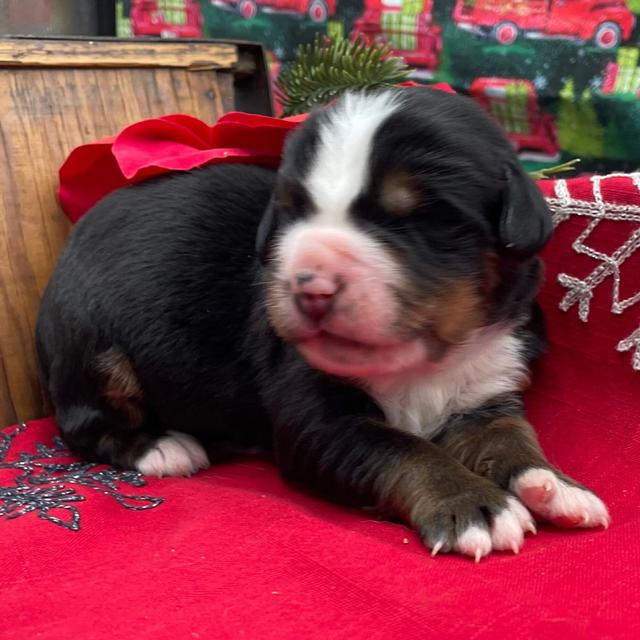 Booker - Bernese Mountain Dog