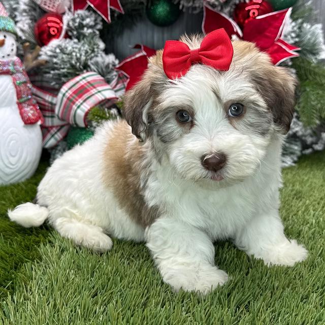 Laura - Havanese